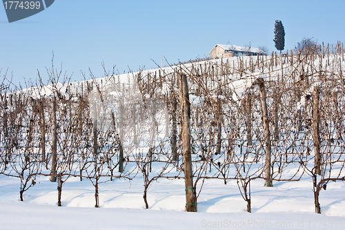 Image of Tuscany: wineyard in winter