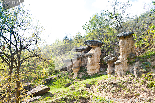 Image of Imaginative forest landscape