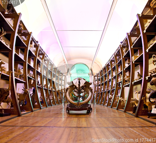 Image of Nature Museum interior