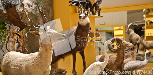 Image of Nature Museum interior