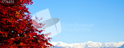 Image of Red tree with Alps background