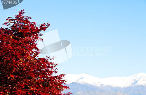 Image of Red tree with Alps background