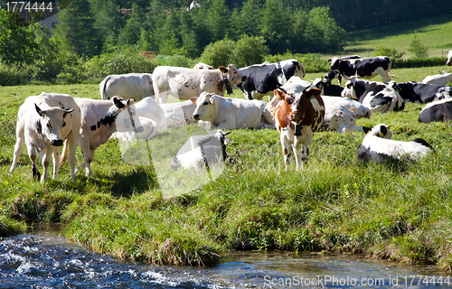 Image of Cows and Italian Alps