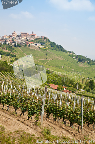 Image of Tuscany vineyard