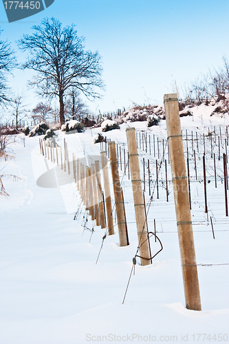 Image of Tuscany: wineyard in winter