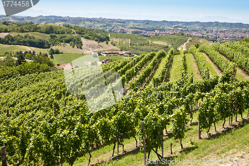 Image of Vineyard in Italy
