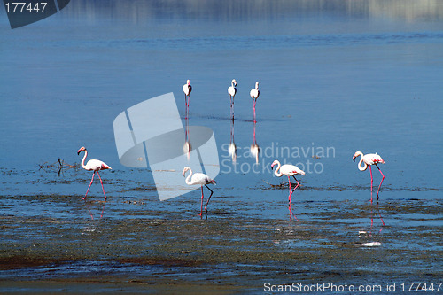 Image of Flamingos