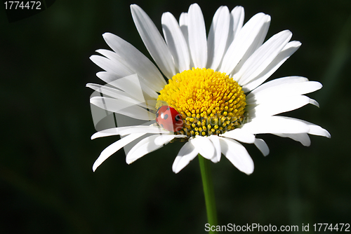 Image of Camomile flower with ladybug