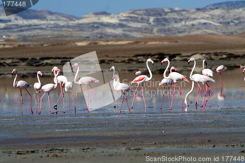 Image of Flamingos at a salt lake