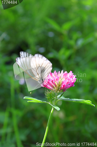 Image of Beautiful butterfly