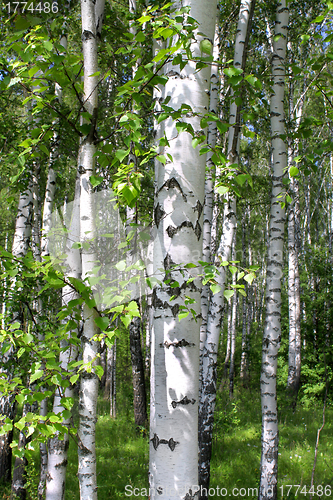 Image of Birch in the forest