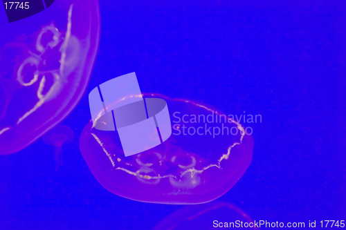 Image of Jellyfish