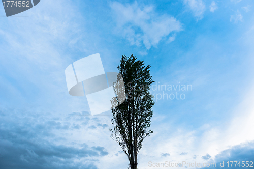 Image of One tree against blue sky