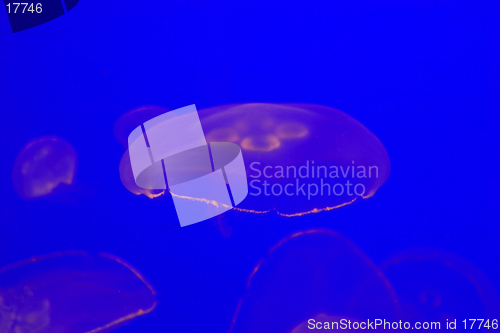 Image of Jellyfish