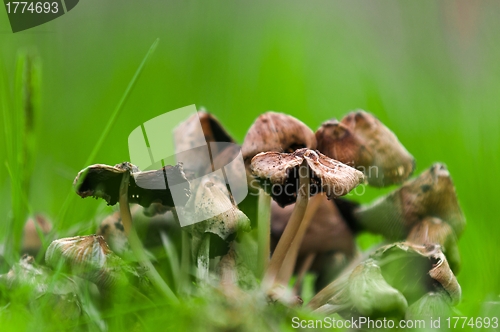Image of Fresh mushrooms closeup
