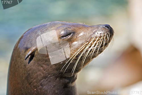 Image of Sea Lion