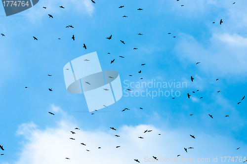 Image of Flock of birds against blue sky
