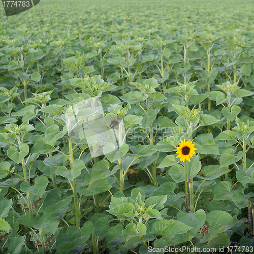 Image of Lone sunflower