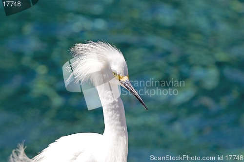 Image of Egret