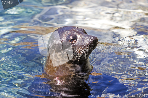 Image of Seal