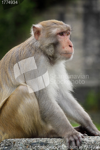 Image of Close-up of a Common Squirrel Monkey