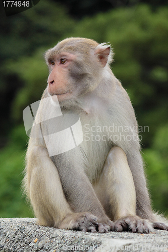 Image of Close-up of a Common Squirrel Monkey