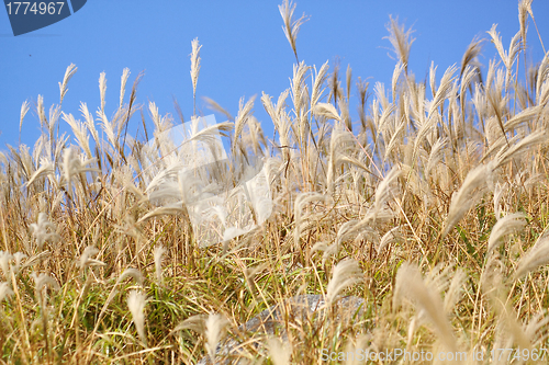 Image of silvergrass and blue sky