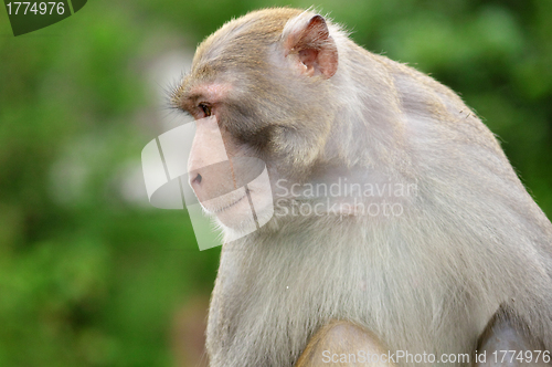 Image of Close-up of a Common Squirrel Monkey