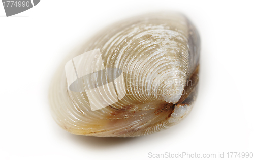 Image of clams