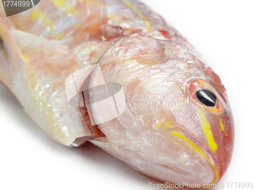 Image of Red snapper fish isolated on white background 