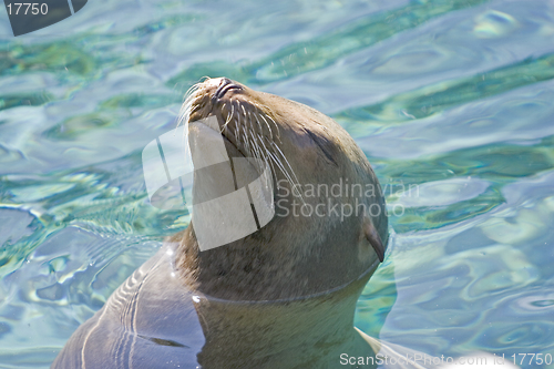 Image of Sea Lion