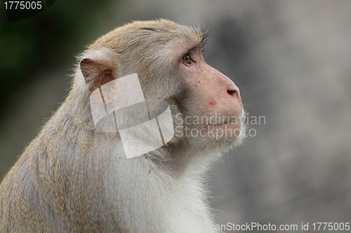 Image of Close-up of a Common Squirrel Monkey