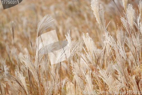 Image of silvergrass