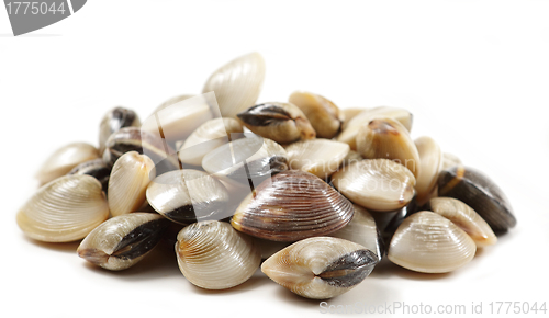 Image of clams