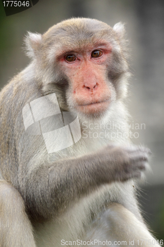 Image of Close-up of a Common Squirrel Monkey