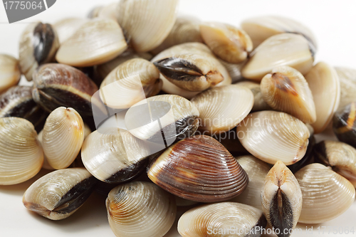 Image of clams