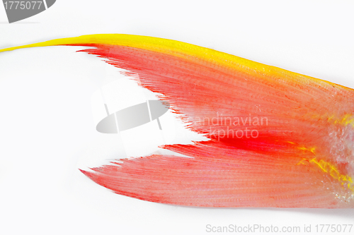 Image of fish tail