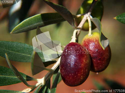 Image of Olives In The Sun