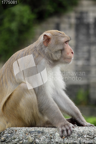 Image of Close-up of a Common Squirrel Monkey