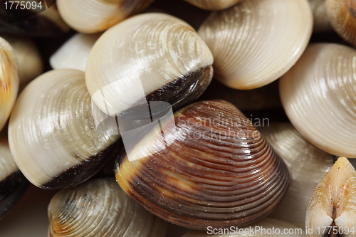 Image of clams