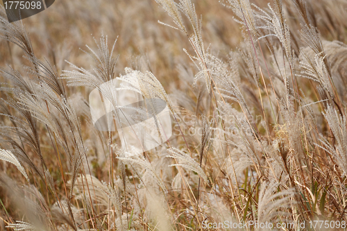 Image of silvergrass