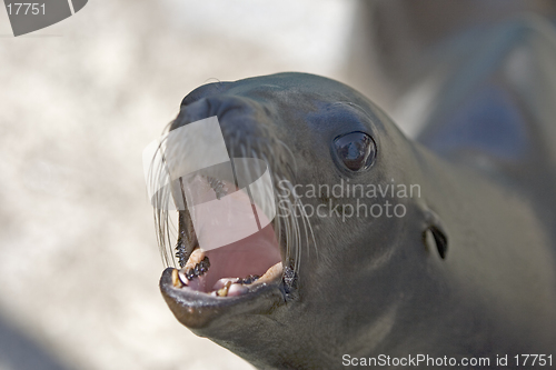 Image of Sea Lion