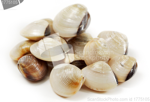 Image of clams