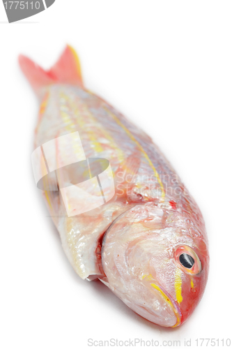 Image of Red snapper fish isolated on white background 