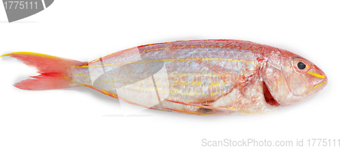 Image of Red snapper fish isolated on white background 