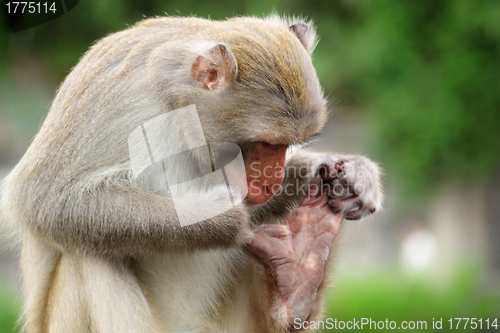 Image of Close-up of a Common Squirrel Monkey
