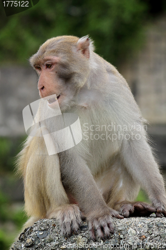 Image of Close-up of a Common Squirrel Monkey