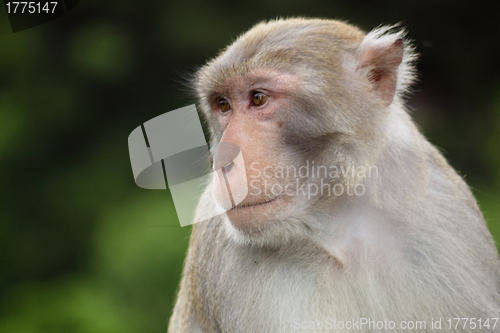 Image of Close-up of a Common Squirrel Monkey