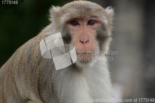 Image of Close-up of a Common Squirrel Monkey