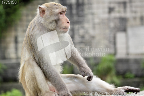 Image of Close-up of a Common Squirrel Monkey